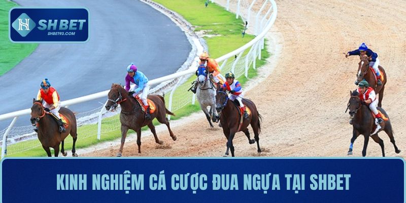  Kinh nghiệm cá cược đua ngựa tại SHBET giúp tân thủ dễ ăn kèo 